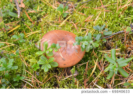 Mushrooms Suillus bovinus. 69840633