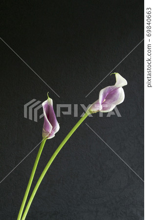 Black background color flowers 69840663
