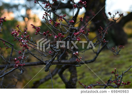 Plum blossom  69840983