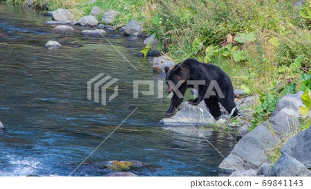 Brown bear on the Shiretoko Peninsula, Hokkaido September Brown bear on the Shiretoko Peninsula, Hokkaido September 69841143