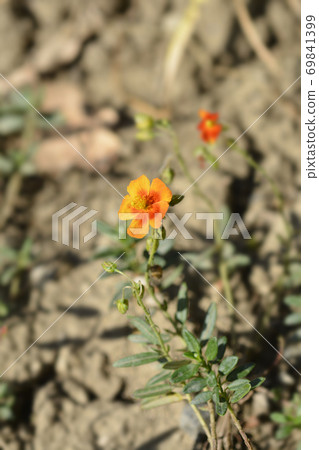 Rockrose Ben Heckla 69841399