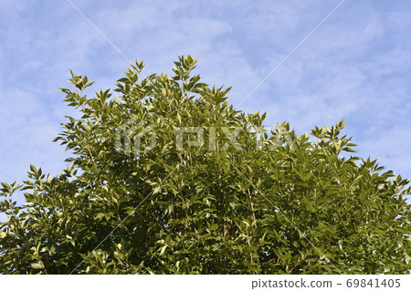 Common ash Common ash 69841405