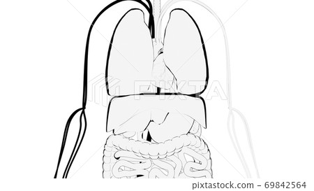 Hand-drawn demonstration of human internal organs, computer generated. 3d rendering cartoon background Hand-drawn demonstration of human internal organs, computer generated. 3d rendering cartoon background 69842564