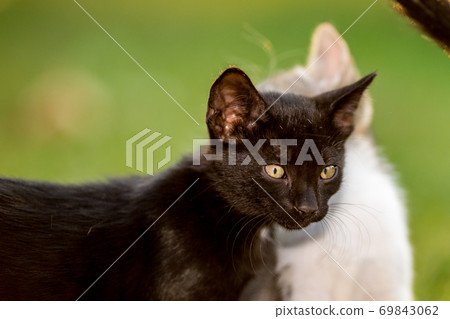 Cat in the green grass yard Cat in the green grass yard 69843062