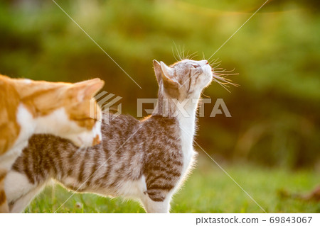 Cat in the green grass yard 69843067