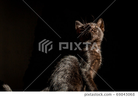 Kitten stands at night 69843068