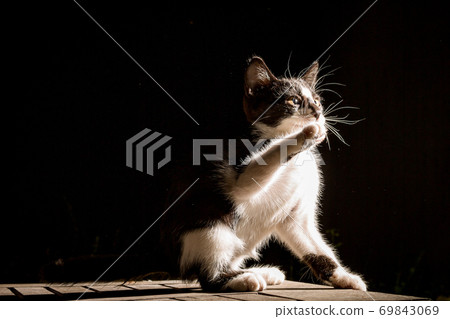 Kitten stands at night 69843069