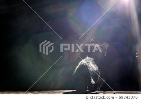 Kitten stands at night 69843070