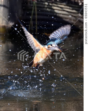 Kingfisher taking off from the surface of the water Kingfisher taking off from the surface of the water 69843551