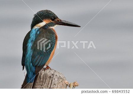 Kingfisher taking off from the surface of the water Kingfisher taking off from the surface of the water 69843552