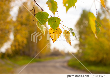 Yellow and green autumn birch leaves in a beautiful place in nature Yellow and green autumn birch leaves in a beautiful place in nature 69843759