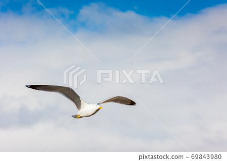 海鷗 海鷗 69843980