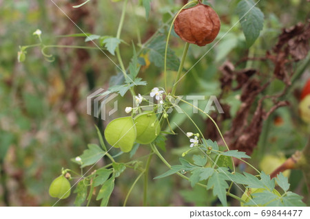 倒地鈴Cardiospermum halicacabum 倒地鈴Cardiospermum halicacabum 69844477