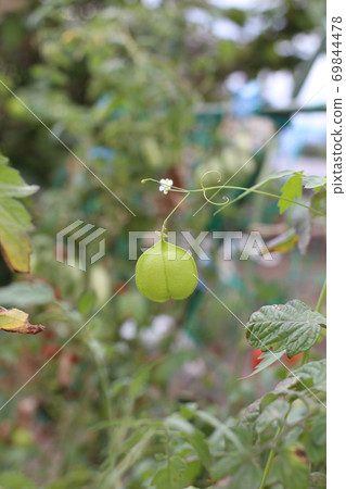 倒地鈴Cardiospermum halicacabum 倒地鈴Cardiospermum halicacabum 69844478