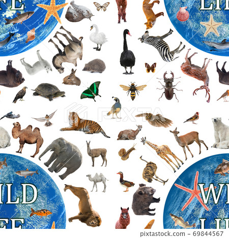 pattern of wildlife walking around the world pattern of wildlife walking around the world 69844567