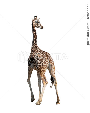 Giraffe isolated on a white background. Giraffe isolated on a white background. 69844568