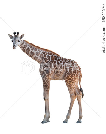 Giraffe isolated on a white background. Giraffe isolated on a white background. 69844570