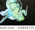A close-up image of Hyalessa maculaticus trying to escape from the shell 69844720