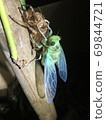 An adult transparent Hyalessa maculaticus that has emerged and is drying its wings on its shell 69844721