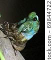 Hyalessa maculaticus larvae in the process of emergence that are about half out of the shell 69844722