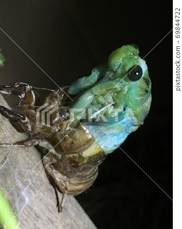 Hyalessa maculaticus larvae in the process of emergence that are about half out of the shell 69844722
