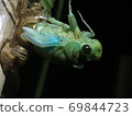 Hyalessa maculaticus larvae in the process of emergence that are more than half out of the shell 69844723