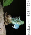 Hyalessa maculaticus larvae in the process of emergence that are almost out of the shell 69844724