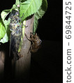 An adult Hyalessa maculaticus that has emerged from the shell and has dried wings and is in the immediate vicinity of the shell. 69844725