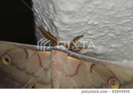 Yamama Yuga ♂② 69844948