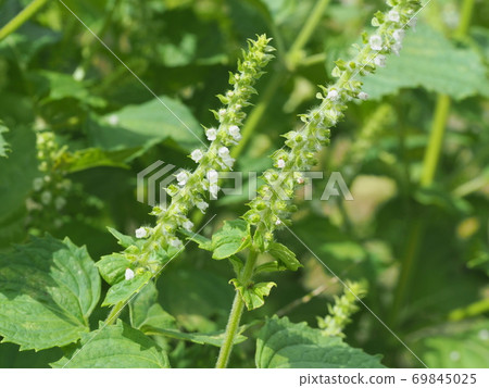 紫蘇花 照片素材 圖片 圖庫