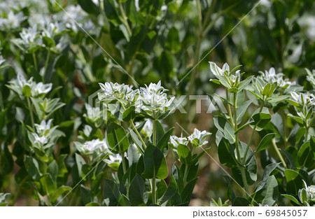 Hatsumi owl (First snow grass) Hatsumi owl (First snow grass) 69845057