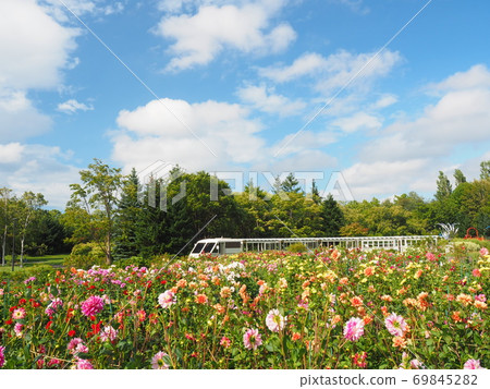 Scenery of Hokkaido Yurigahara Park Dahlia Field and Lily Train 69845282