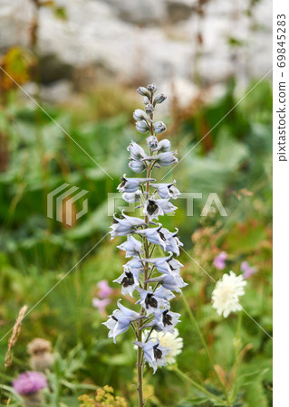 pale blue delphinium inflorescence on a blurred background 69845283