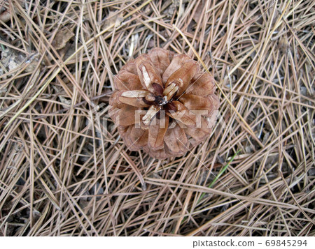 Pinecone on dead leaves 69845294