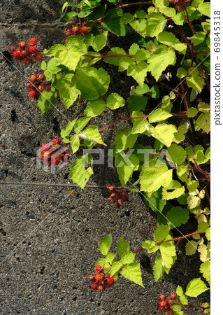 Egiga strawberry Egiga strawberry 69845318