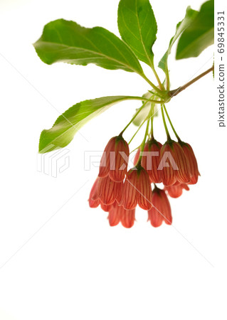 Flower of Beni Salasa Doudan 69845331