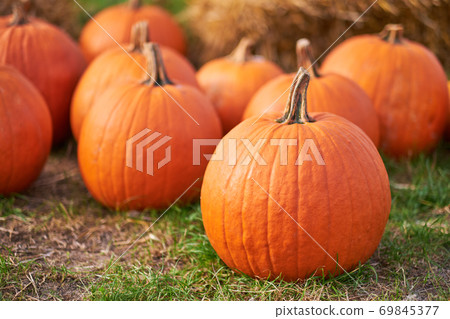 Orange halloween pumpkins on stack of hay or straw in sunny day, fall display Orange halloween pumpkins on stack of hay or straw in sunny day, fall display 69845377