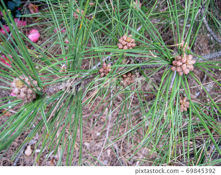 Pine flowers Pine flowers 69845392