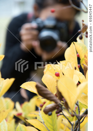 The woman with the camera takes pictures of the leaves on the tree. Focused on the plant. The woman with the camera takes pictures of the leaves on the tree. Focused on the plant. 69845447