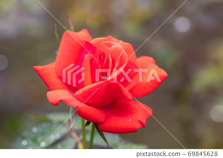 rose rose 69845628
