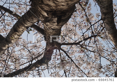 Cherry Blossom Cherry Blossom 69845761
