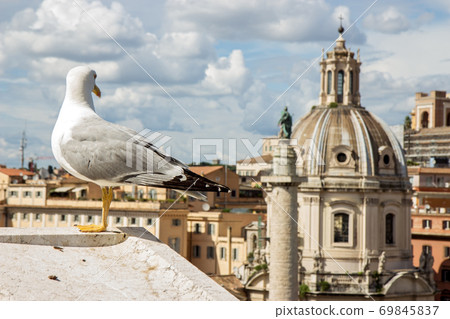 gull on the outlook above historical center of Rome gull on the outlook above historical center of Rome 69845837