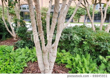 A tree / bush trunk with a bandage. Protection from cold, insects, sunlight. Gardening concept. Cloth bandage for trees. A tree / bush trunk with a bandage. Protection from cold, insects, sunlight. Gardening concept. Cloth bandage for trees. 69845931