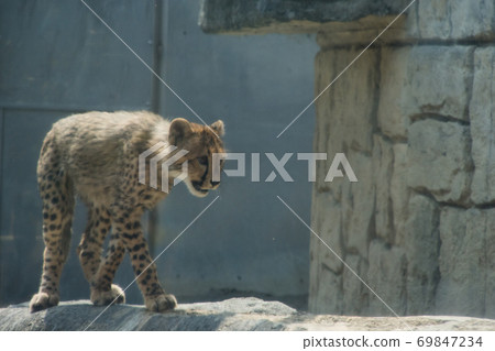 Walking cheetah child 69847234