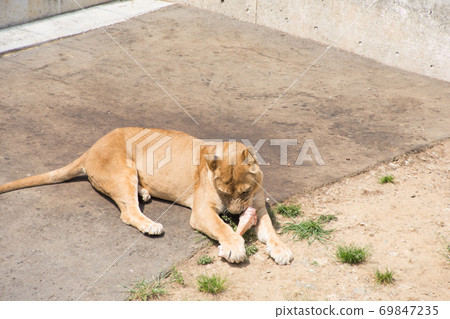 Female lion biting bones 69847235