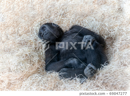 The young western lowland gorilla (Gorilla gorilla gorilla) is lying on heap of the shavings. The young western lowland gorilla (Gorilla gorilla gorilla) is lying on heap of the shavings. 69847277