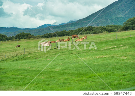 Hiruzen Jersey Land Jersey Beef Maniwa City, Okayama Prefecture Hiruzen Jersey Land Jersey Beef Maniwa City, Okayama Prefecture 69847443