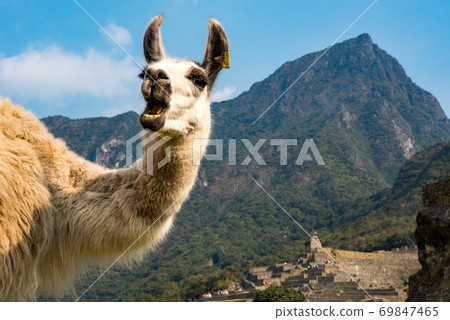 拉馬丘比丘張開嘴的拉瑪 拉馬丘比丘張開嘴的拉瑪 69847465