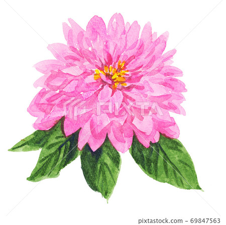 百日草 水彩畫 百日菊 69847563