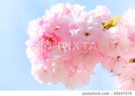 Yae Benio大島櫻Yaebenio Shimazakura櫻花盛開 Yae Benio大島櫻Yaebenio Shimazakura櫻花盛開 69847878